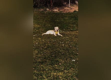 Hollybaby sucht Zuhause  ungeimpft