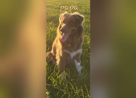 Auszug..Aussiedor F1 Familien und Therapiehund Labrador x Australien Shepherd