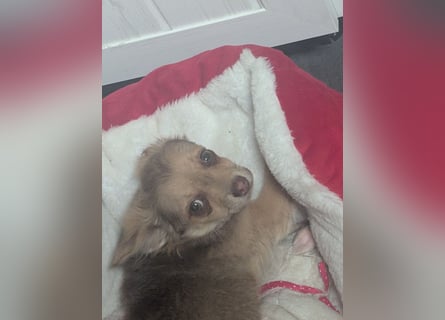 Chihuahua Rüden