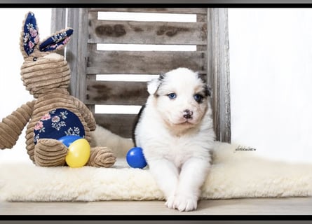 Traumhafte Australian Shepherd Welpen