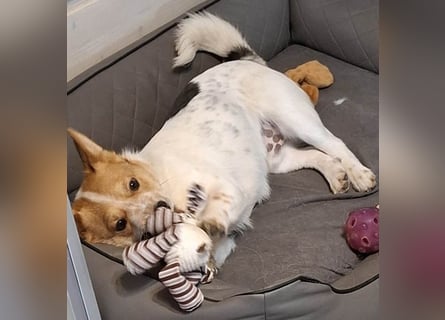 ❤️ superlieber Schmusebär BARNEY - 2,5 Jahre, 28cm/9kg - Jack-Russell-Mix ❤️