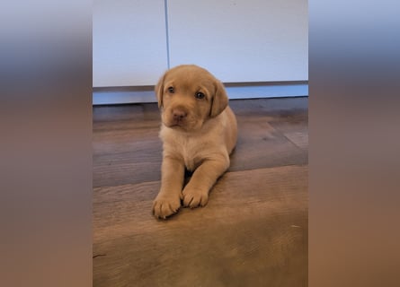 Reinrassige Labrador Welpen in creme,  blond,  schokobraun