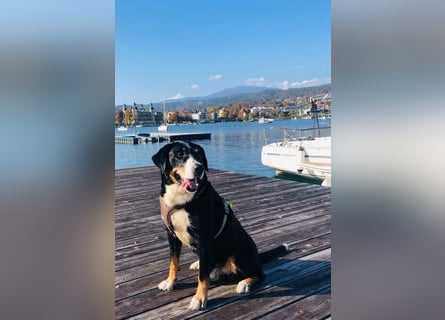 Kerngesunder Appenzeller namens Paul, sehr Gesund und fit