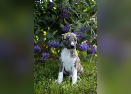 Whippet Welpen