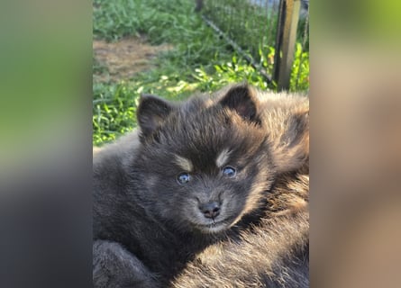 Zauberhafte Pomsky Welpen suchen ihr neues Zuhause! (ab 22.05.2025)