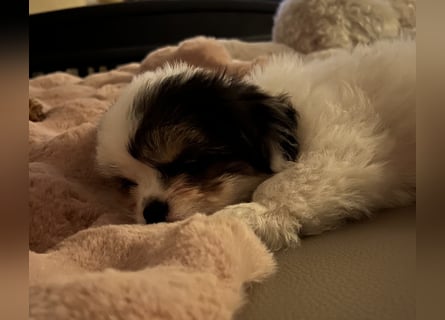 Maltipoo - Welpen - Rüden und Hündin