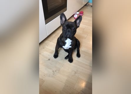 2 Französische Bulldogge