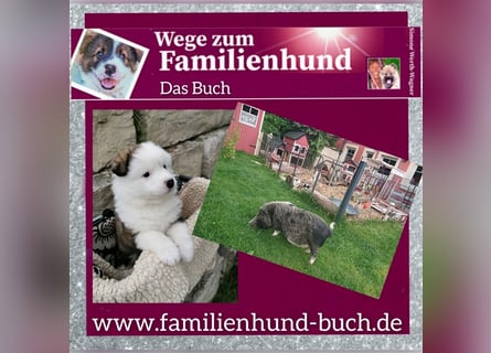 Welpe, Hund, Mischling, Rasse - Erziehung zum Familienhund - einfach gemacht