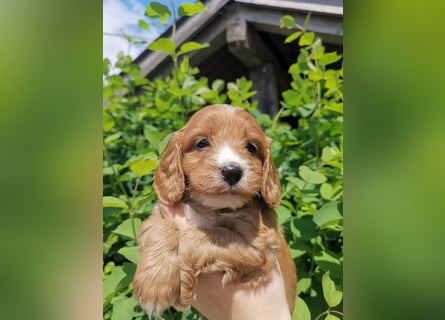 Bezaubernde English Cockerdoodle