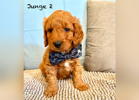 Cockerpoo / Cockapoo Welpen