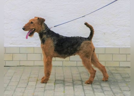 Airedale Terrier