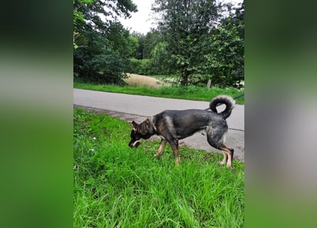 Siberian Husky mix.Welpe Hündin 10 Wochen # Rottsky # abgabebereit