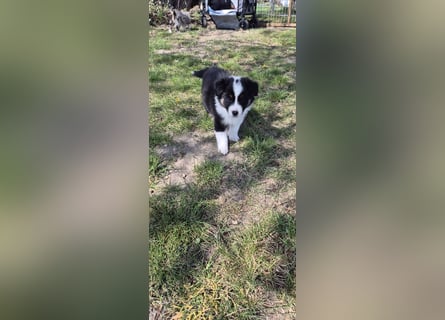 Australian Shepherd Welpen tricolor – Abgabe ab dem 28.05.2025