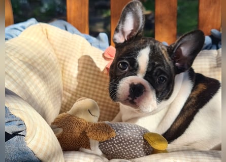 Vergnügte Frops Kinder  (Französische Bulldogge + Mops )