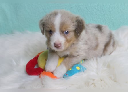Super schöne Miniature Australian Shepherd Schmusebärchen aus liebevoller Hausaufzucht .