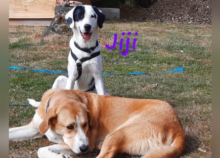 Jiji 07/2023 (in Deutschland) - ruhige und sanfte, wundervolle junge Hündin!