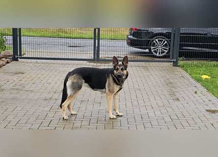 Osteuropäische Schäferhund Welpen