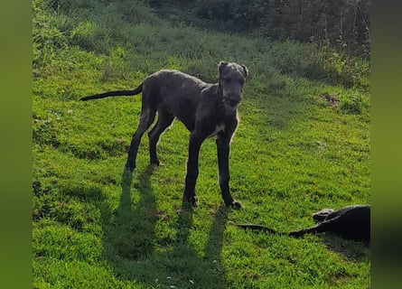 Deerhound Junghund