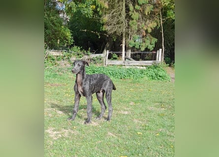 Deerhound Junghund