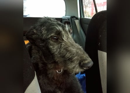 Deerhound Junghund