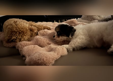 Maltipoo - Welpen - Rüden und Hündin