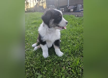 Australian Shepherd x Border Collie Welpen