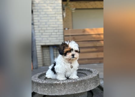 2 zuckersüße Maltipoo Welpen - Hündin