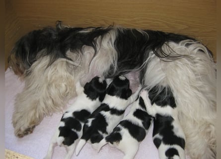 Polski Owczarek Nizinny - Polnischer Niederungs Hütehund -  PON