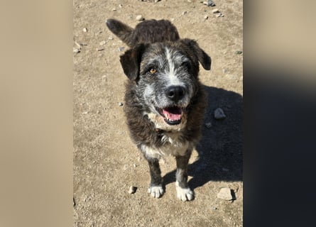 Luke: ein Bärchen schreit nach Liebe