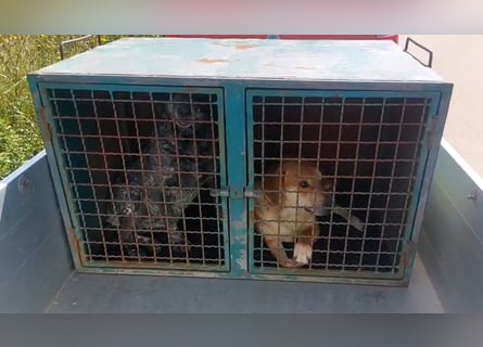 Nila: eine sanfte Seele zerbricht im Tierheim