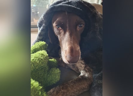 Deutsche Kurzhaar Hündin (Anna) 