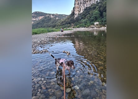 Deutsche Kurzhaar Hündin (Anna) 