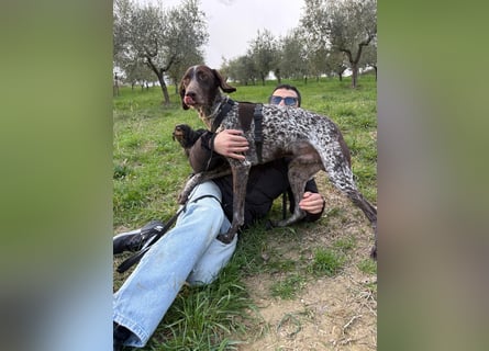 Max - gute Laune auf vier Pfoten sucht seine sportlichen Menschen für gemeinsame Abenteuer