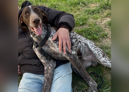 Max - gute Laune auf vier Pfoten sucht seine sportlichen Menschen für gemeinsame Abenteuer
