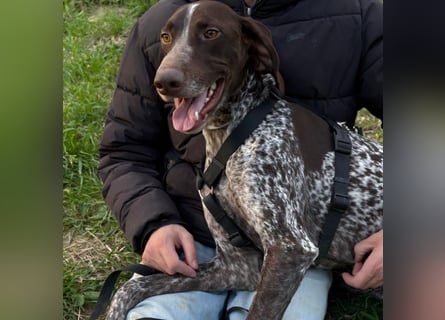 Max - gute Laune auf vier Pfoten sucht seine sportlichen Menschen für gemeinsame Abenteuer