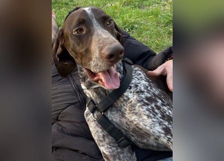 Max - gute Laune auf vier Pfoten sucht seine sportlichen Menschen für gemeinsame Abenteuer