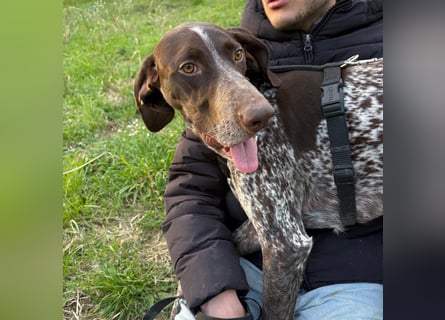 Max - gute Laune auf vier Pfoten sucht seine sportlichen Menschen für gemeinsame Abenteuer