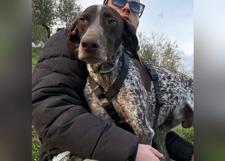 Max - gute Laune auf vier Pfoten sucht seine sportlichen Menschen für gemeinsame Abenteuer