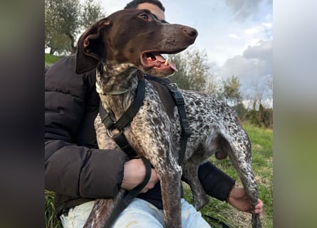 Max - gute Laune auf vier Pfoten sucht seine sportlichen Menschen für gemeinsame Abenteuer