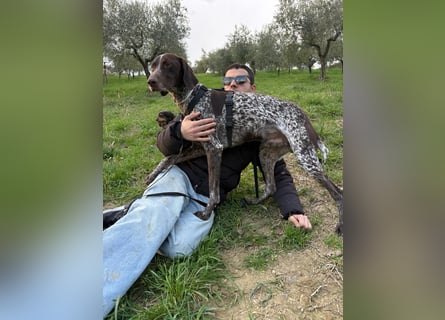 Max - gute Laune auf vier Pfoten sucht seine sportlichen Menschen für gemeinsame Abenteuer