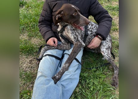 Max - gute Laune auf vier Pfoten sucht seine sportlichen Menschen für gemeinsame Abenteuer