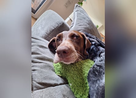 Deutsche Kurzhaar Hündin (Anna) 