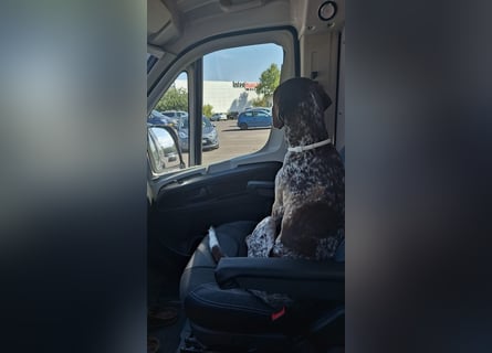 Deutsche Kurzhaar Hündin (Anna) 