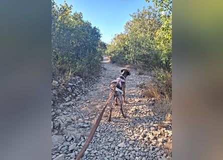 Deutsche Kurzhaar Hündin (Anna) 