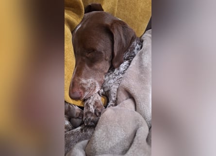 Deutsche Kurzhaar Hündin (Anna) 