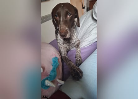 Deutsche Kurzhaar Hündin (Anna) 