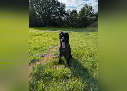 Deutsch Langhaar Schäferhund Mix