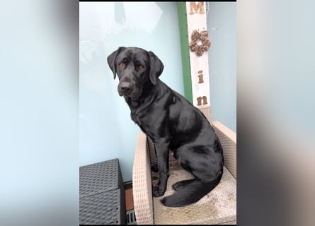 Deutsch Langhaar Schäferhund Mix