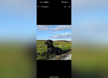 Deutsch Langhaar Schäferhund Mix