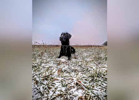 Deutsch Langhaar Schäferhund Mix